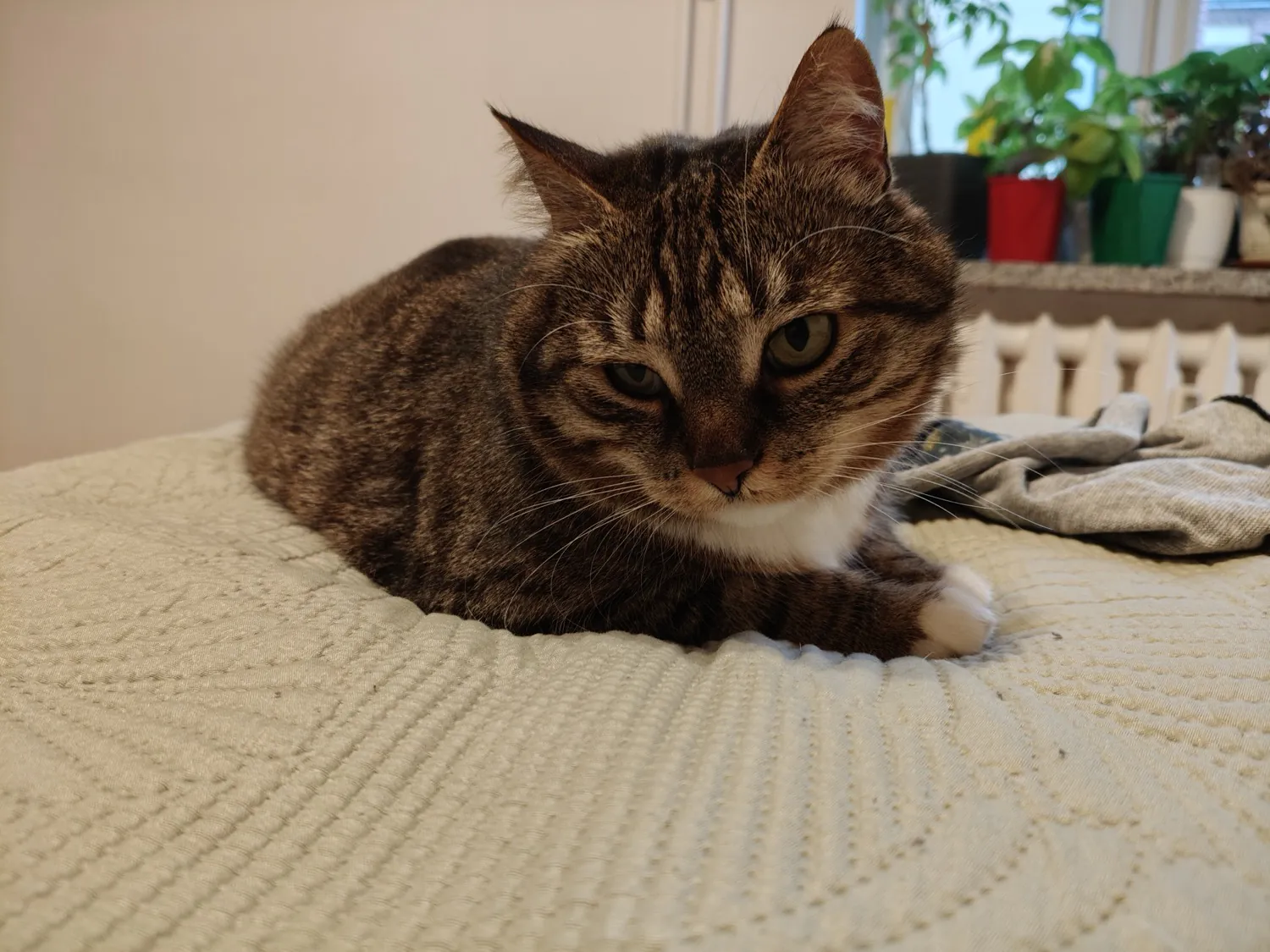 realme 12 Pro photo