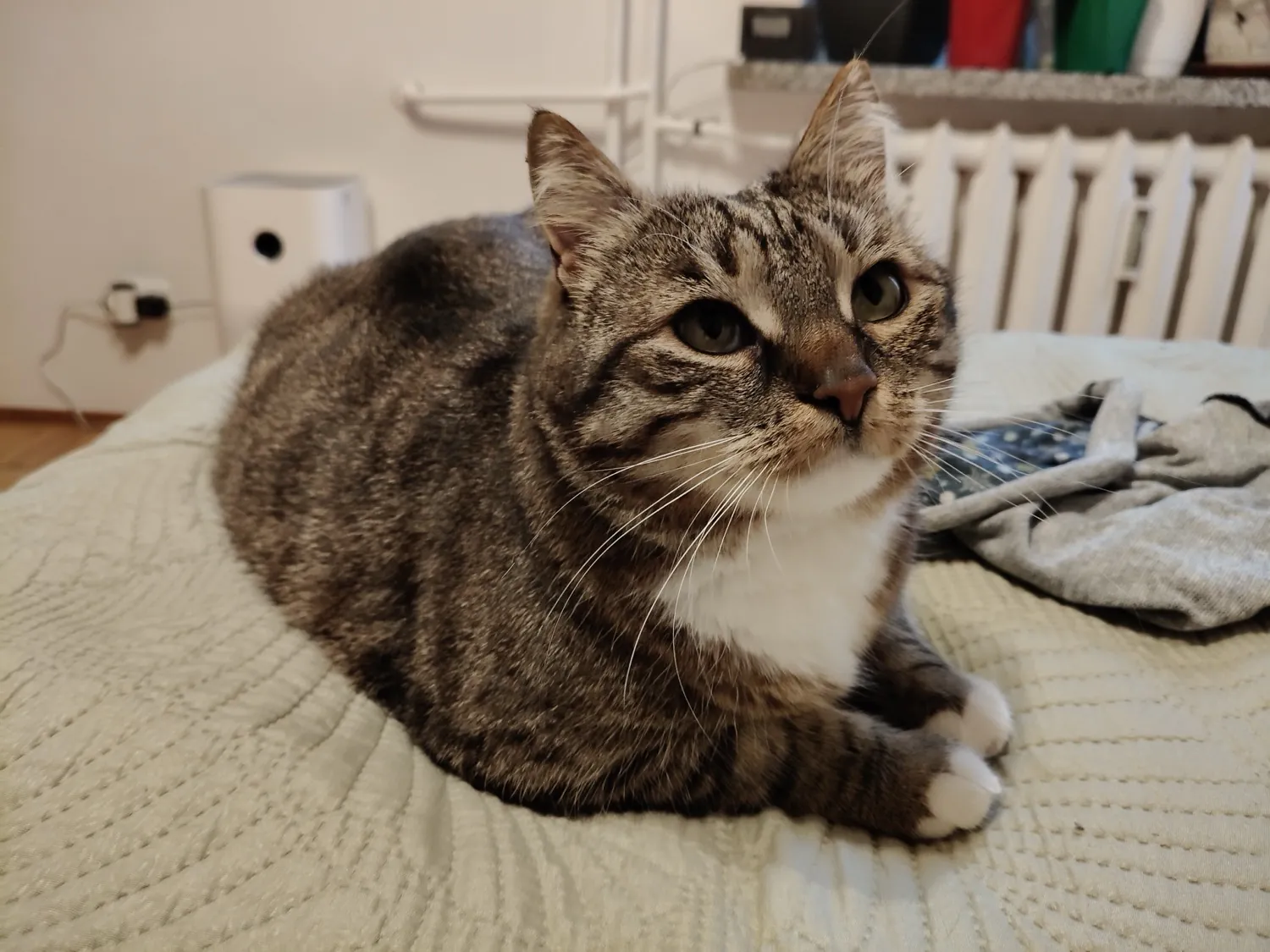 realme 12 Pro photo