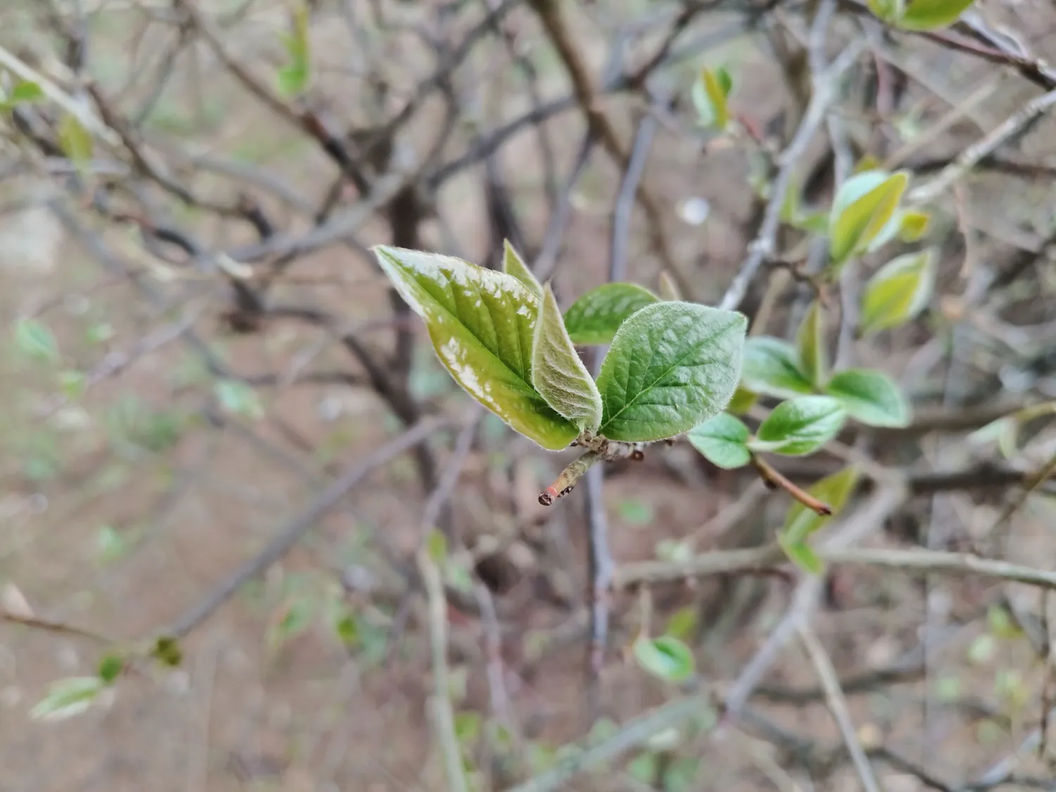 realme 12 Pro photo