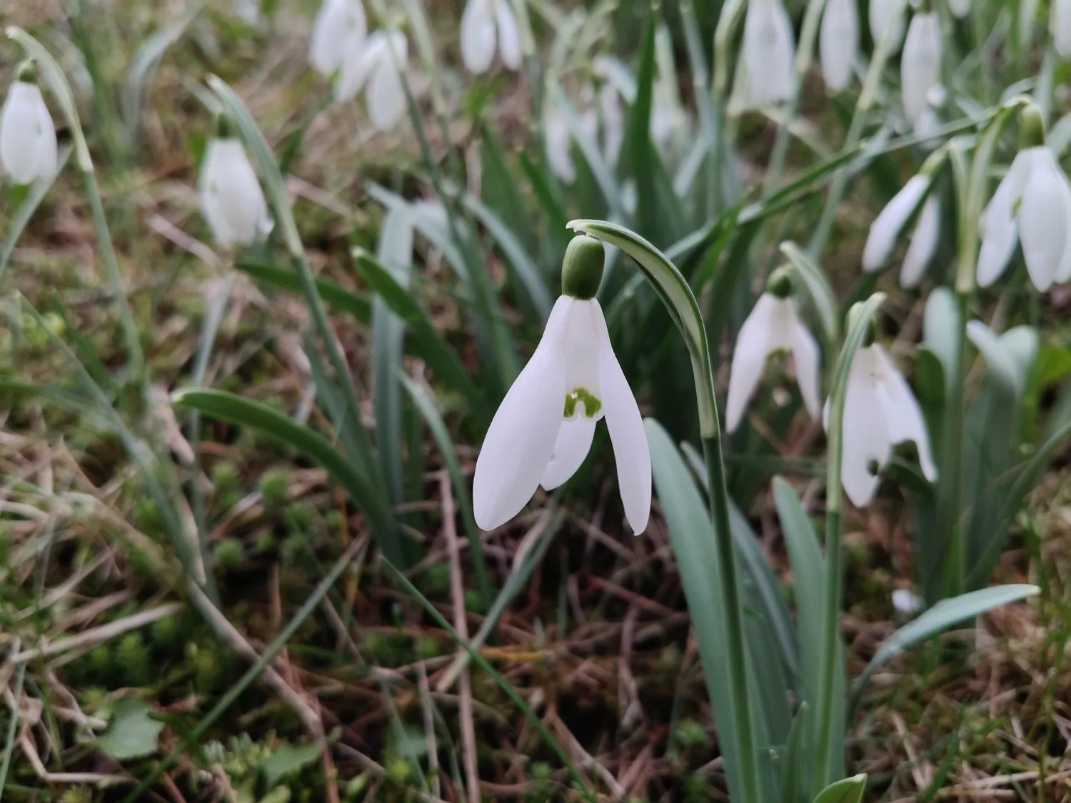 realme 12 Pro photo