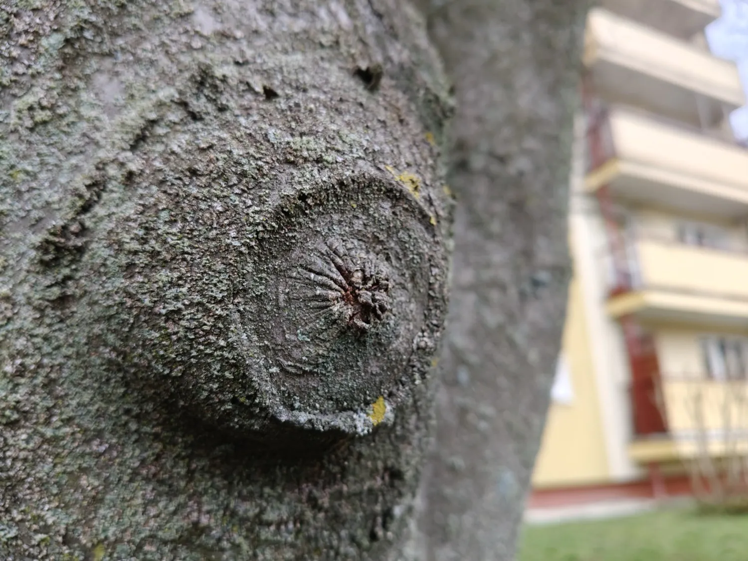 realme 12 Pro photo