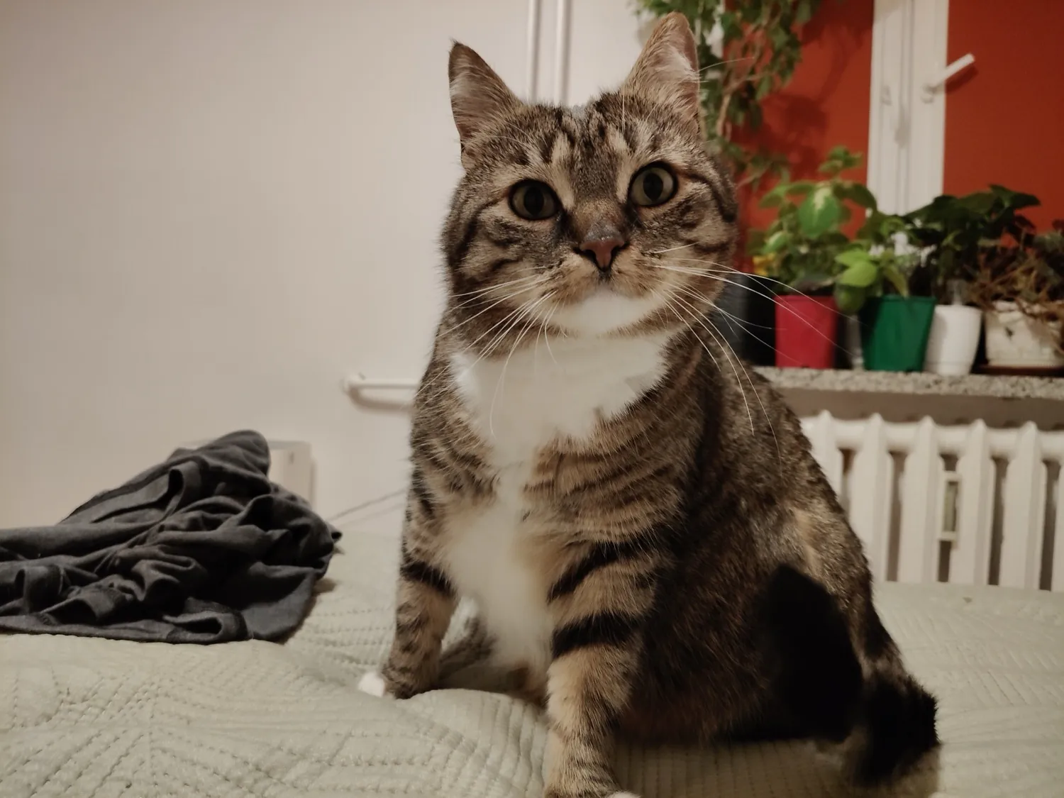realme 12 Pro photo