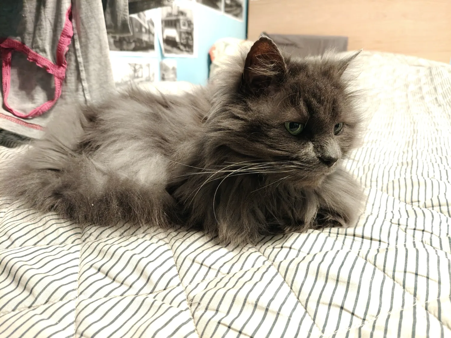 realme 12 Pro photo