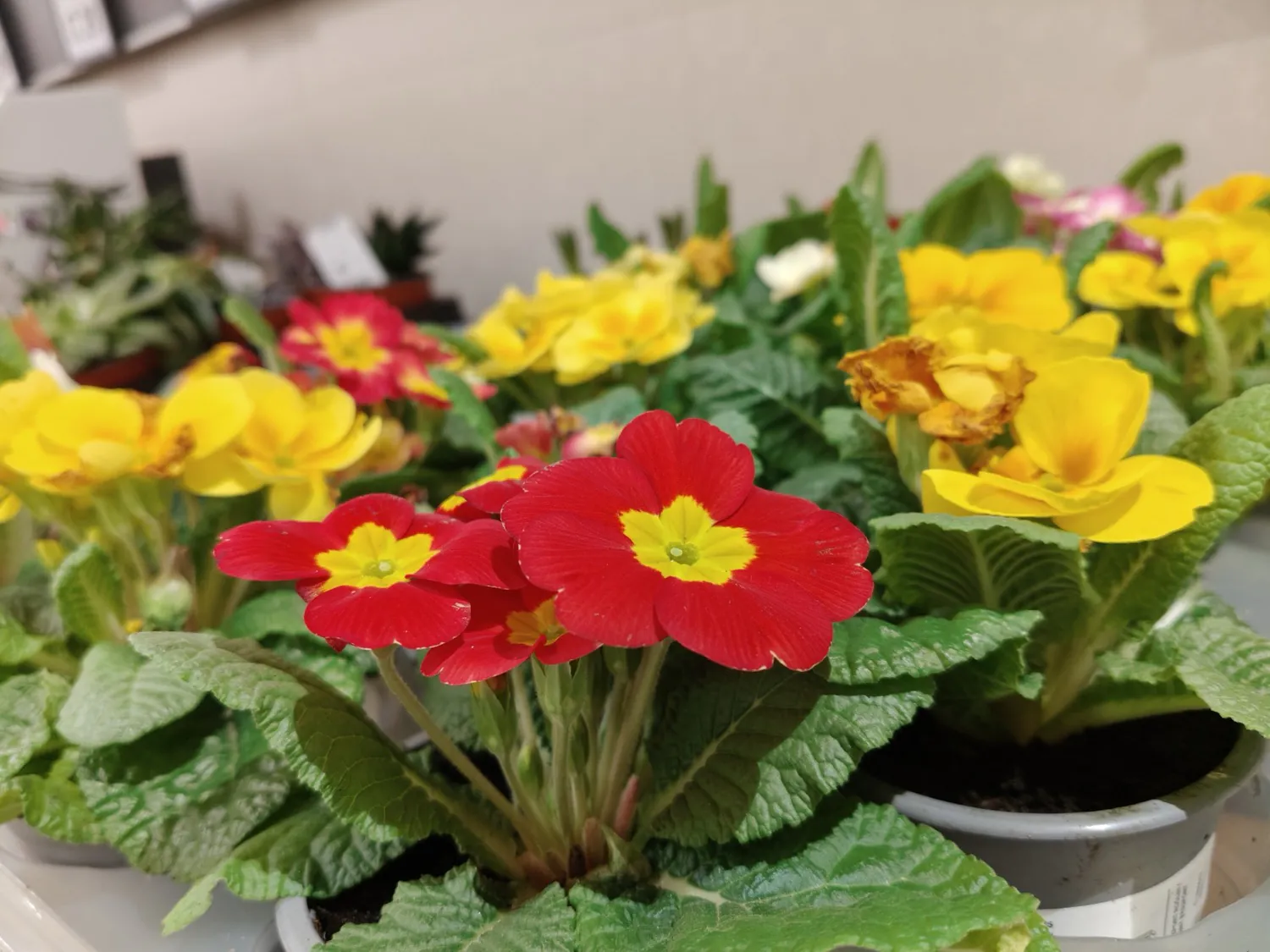realme 12 Pro photo