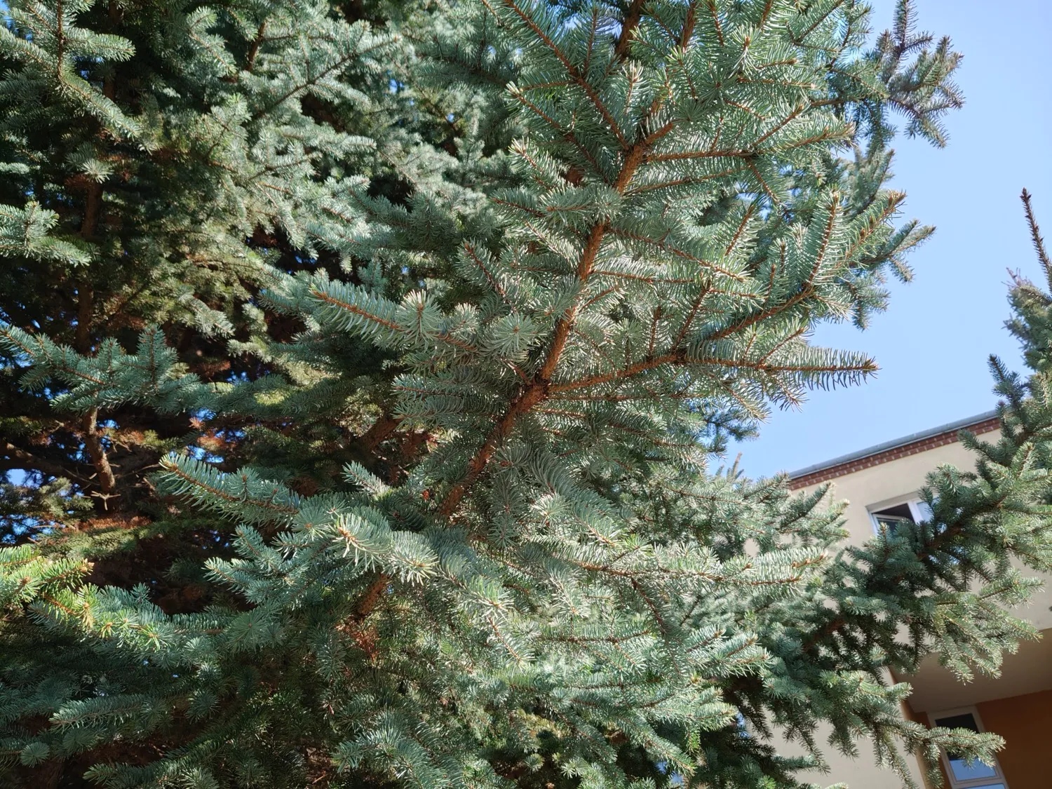 realme 12 Pro photo