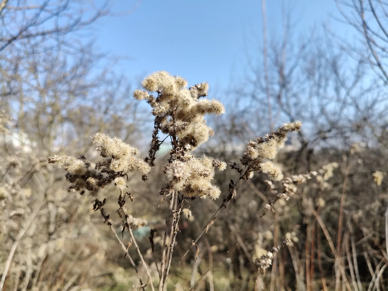 realme 12 Pro photo