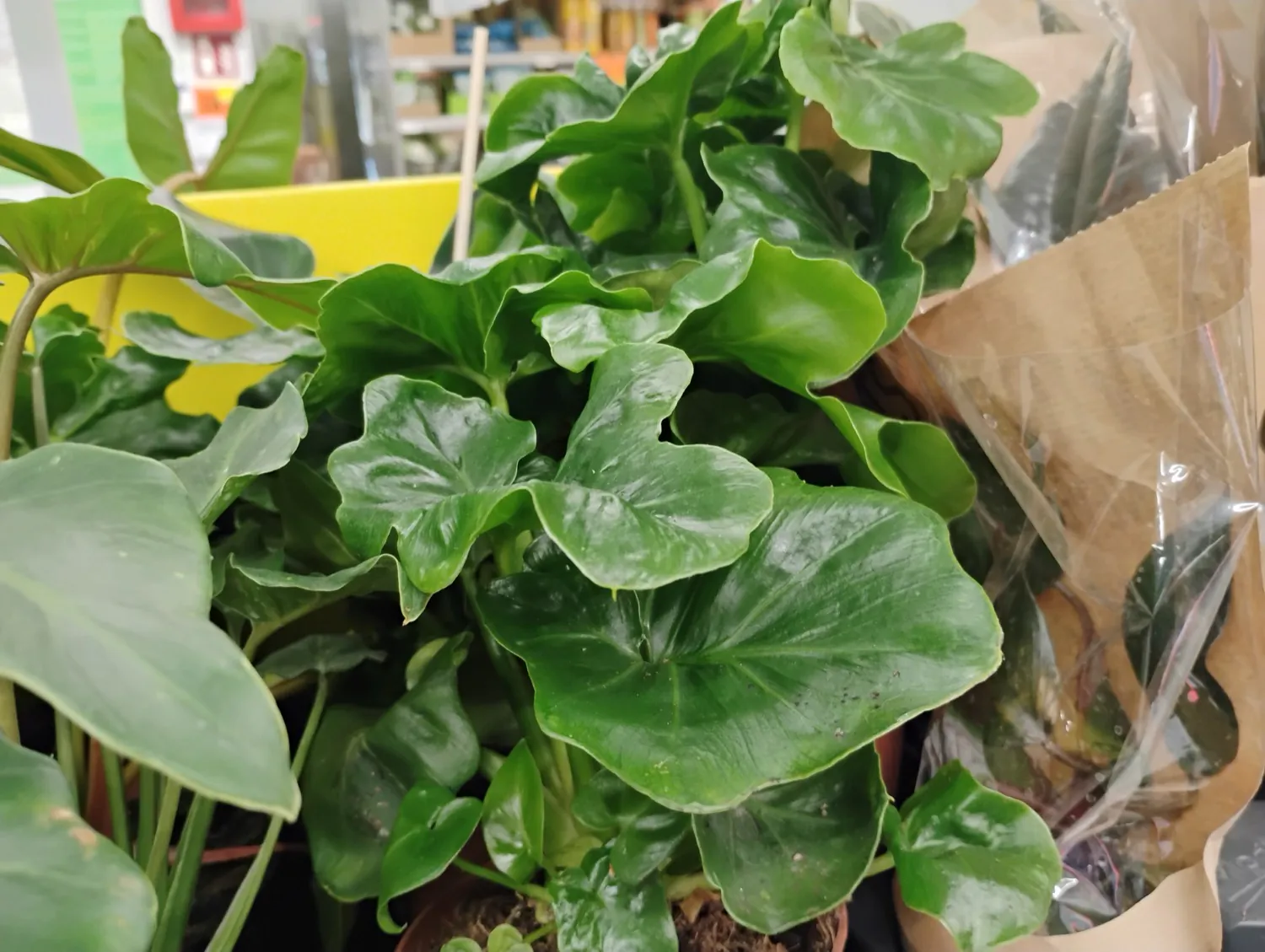 Moto G34 5G photo
