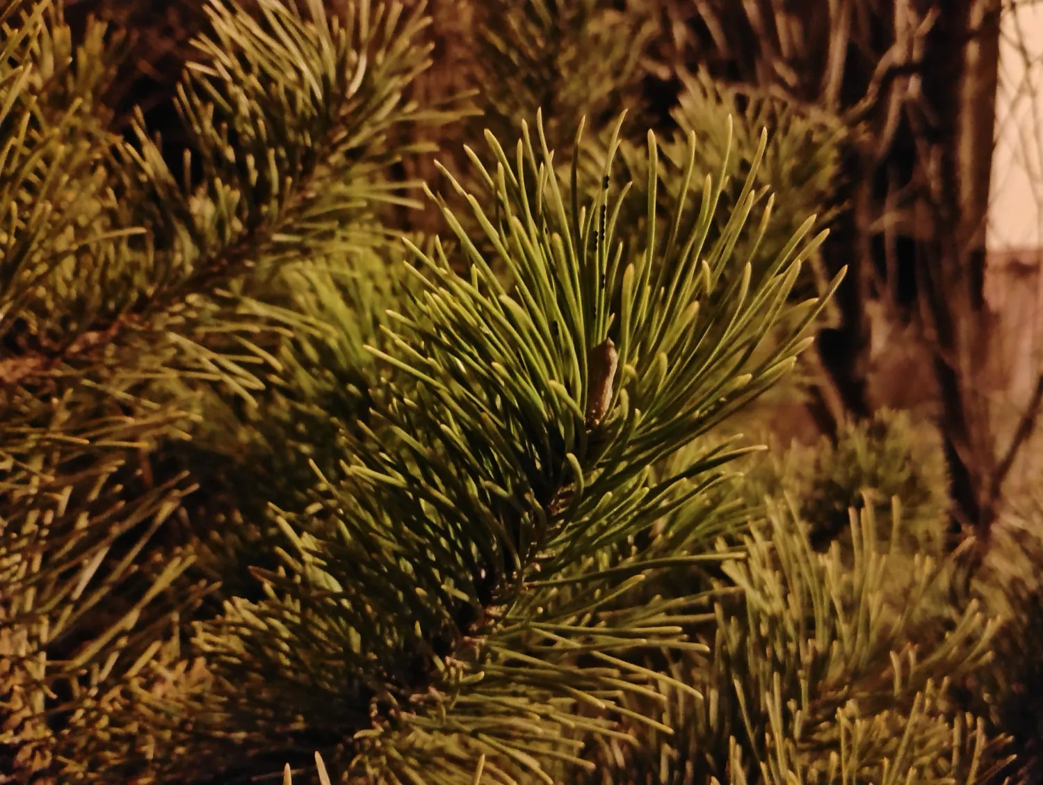Moto G34 photo night