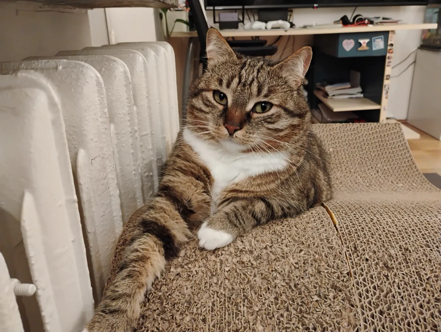 Moto G34 5G photo