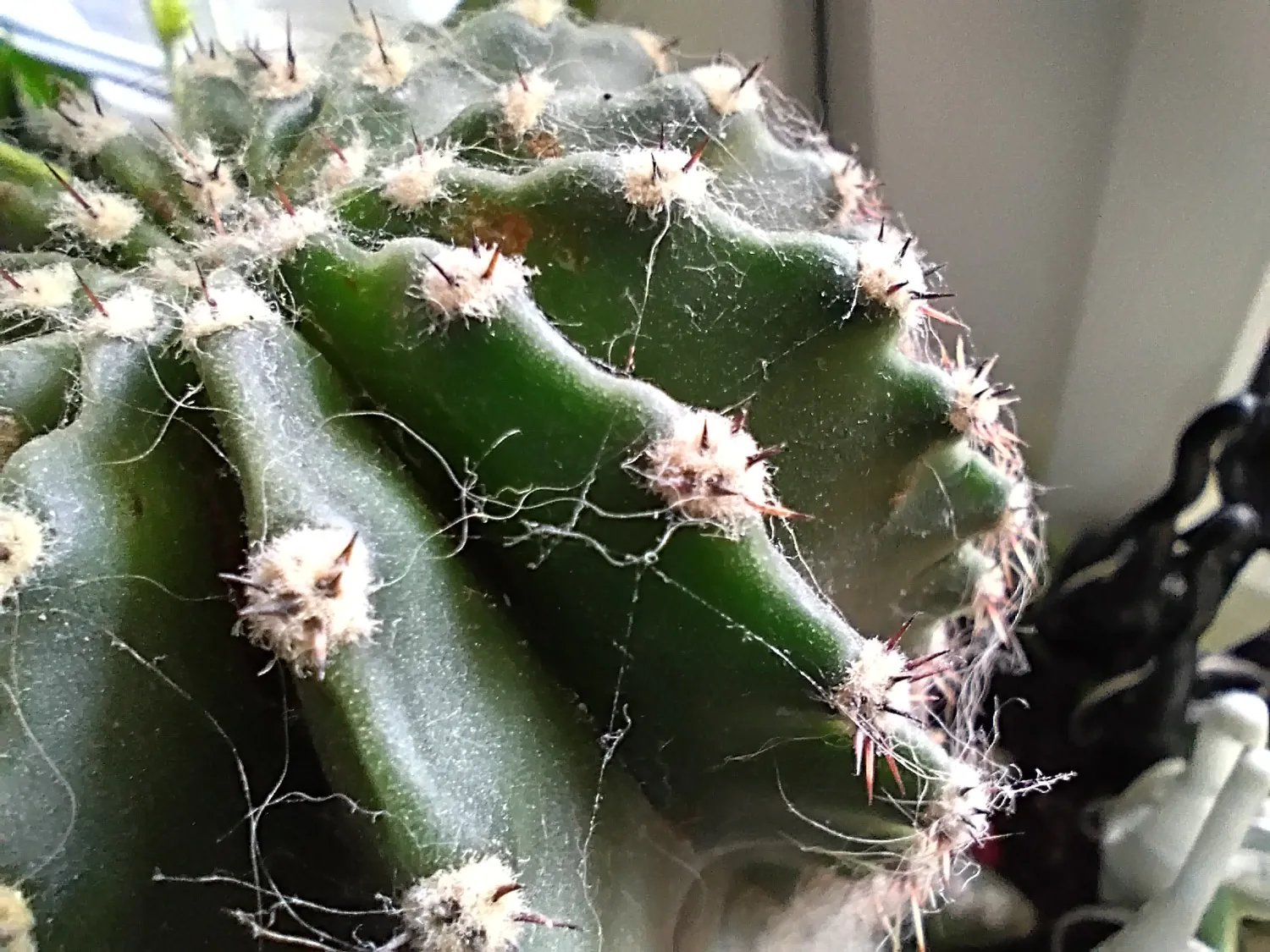 Moto G34 photo macro