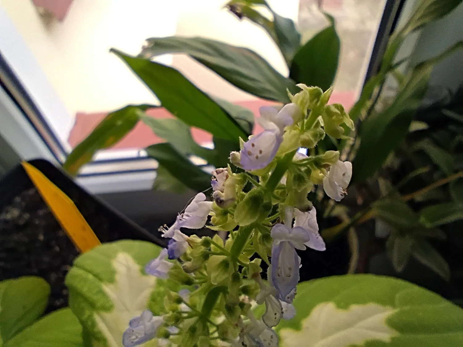 Moto G34 photo macro