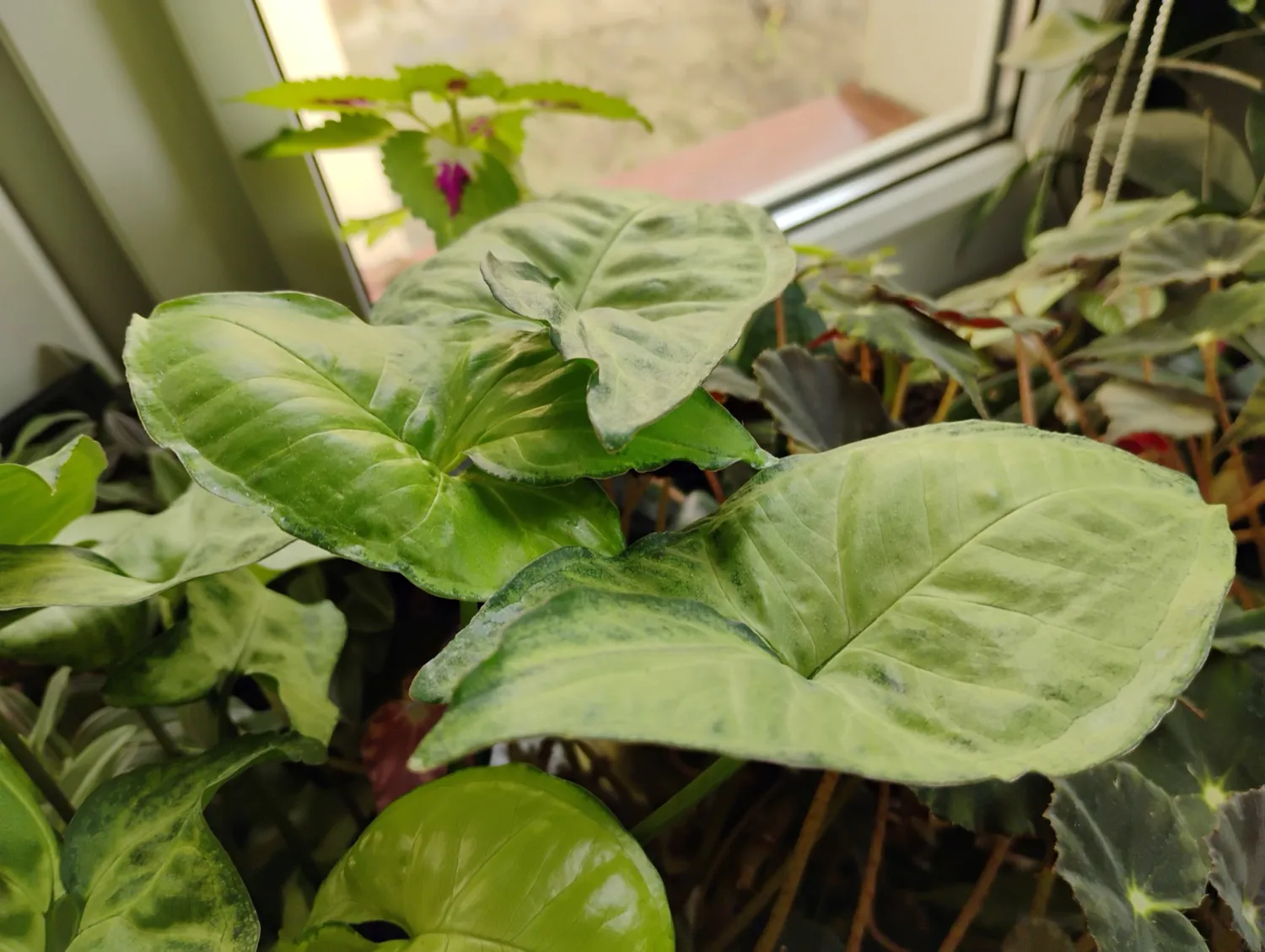 Moto G34 5G photo