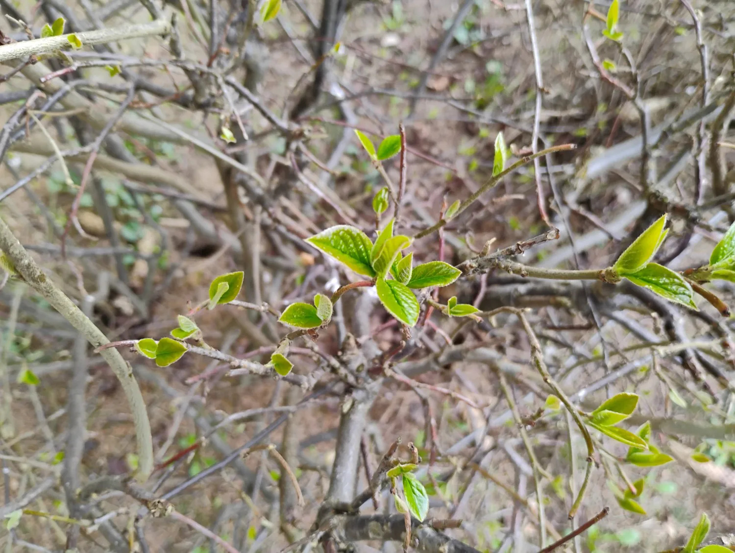 Moto G34 5G photo