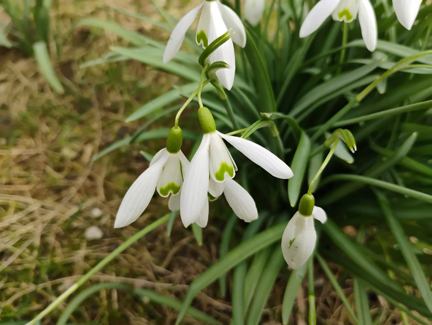 Moto G34 5G photo