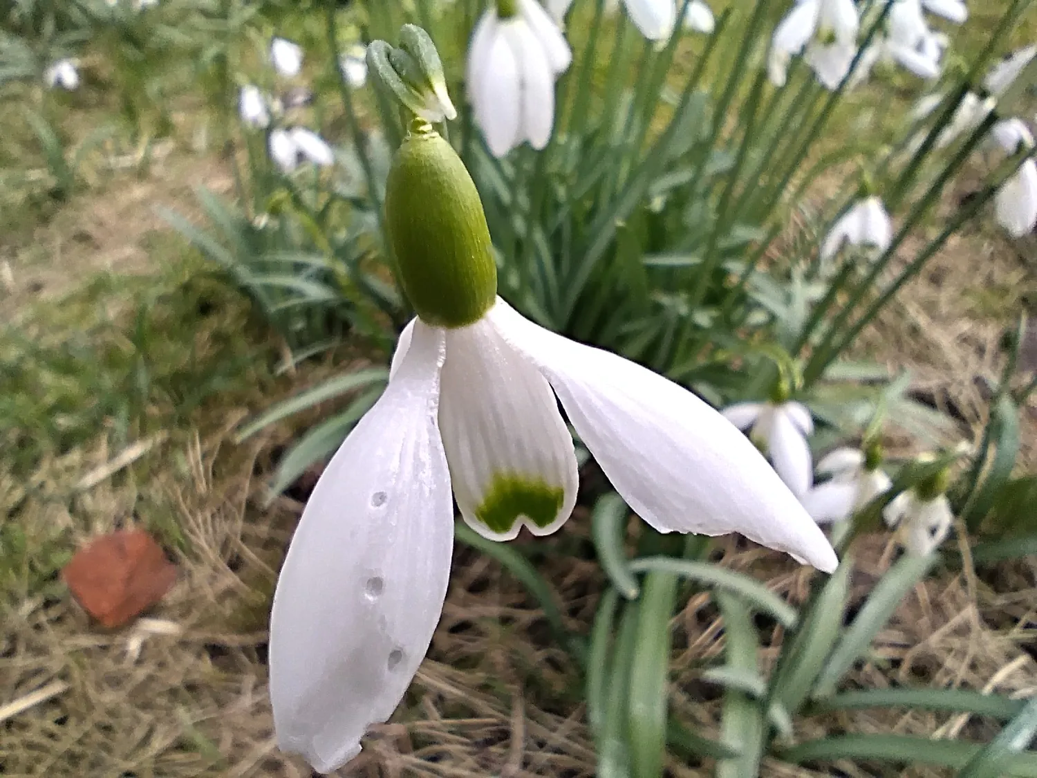 Moto G34 photo macro