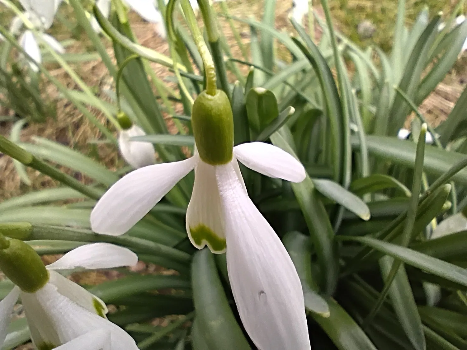 Moto G34 photo macro