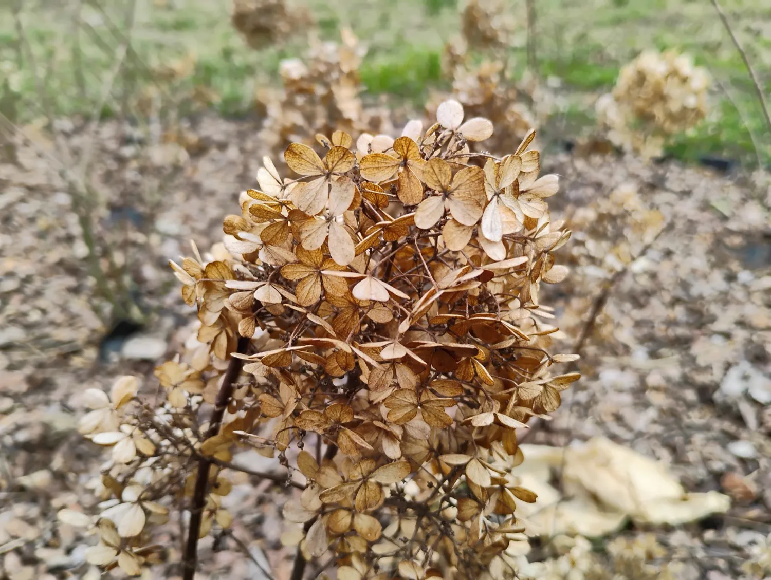 Moto G34 5G photo