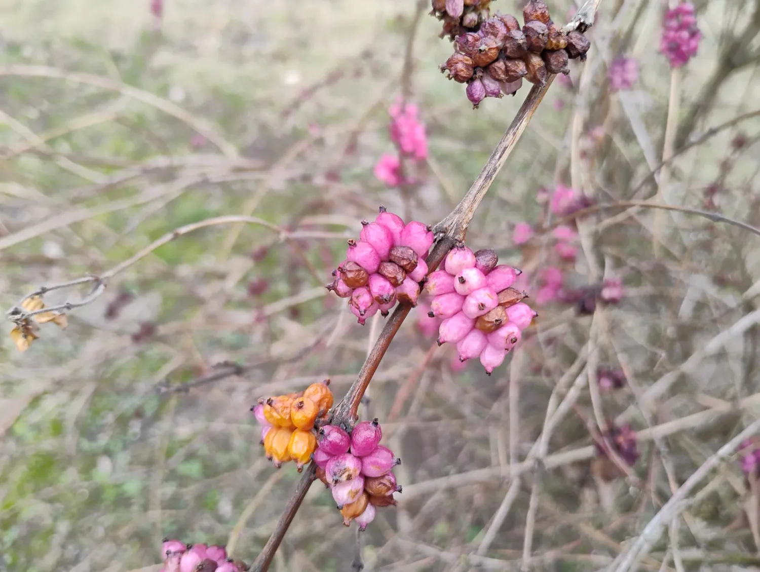 Moto G34 5G photo