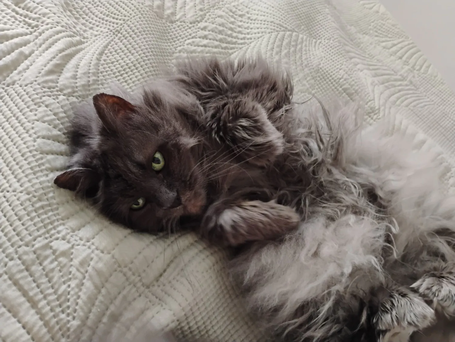 Moto G34 5G photo