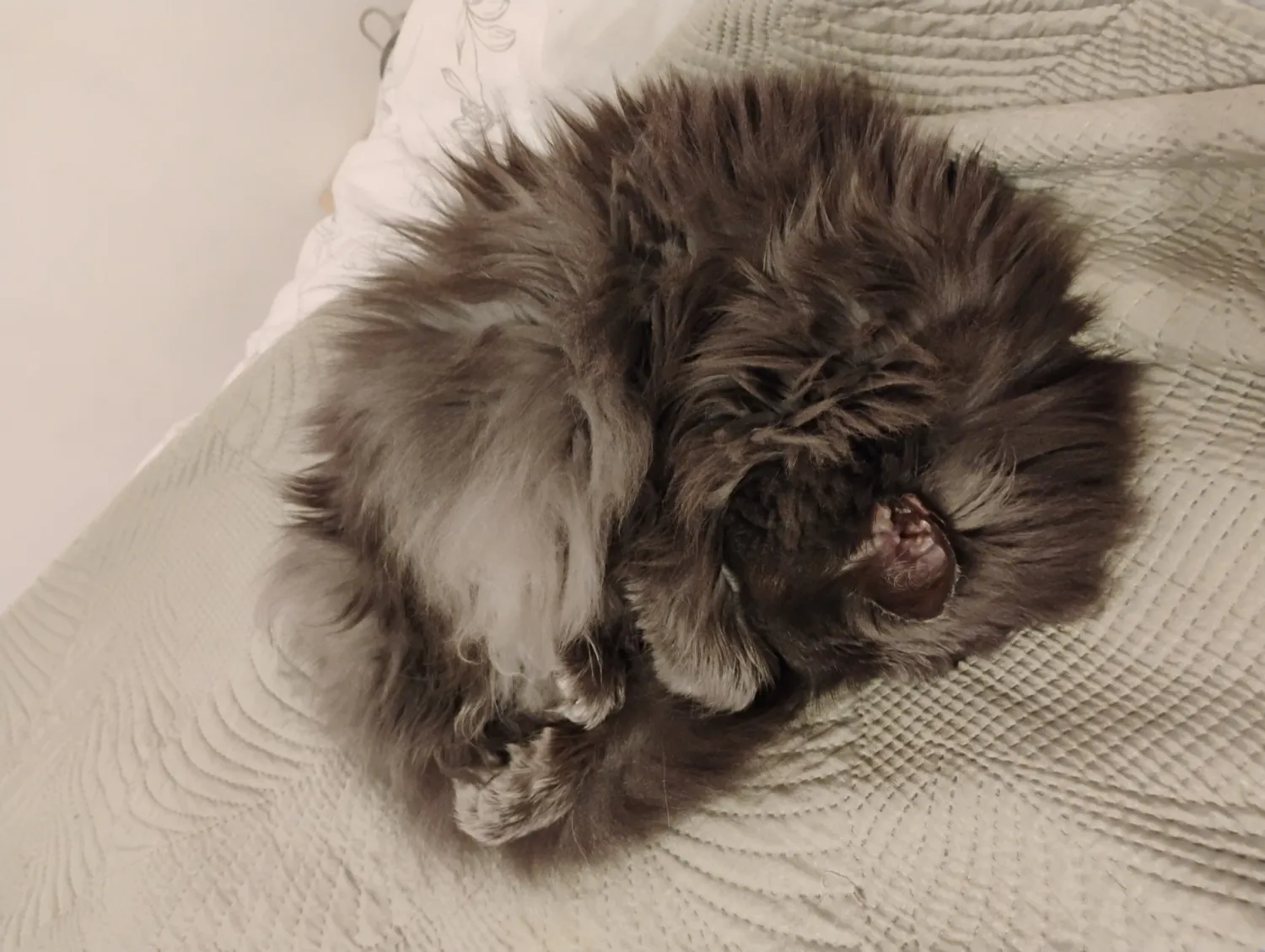 Moto G34 5G photo