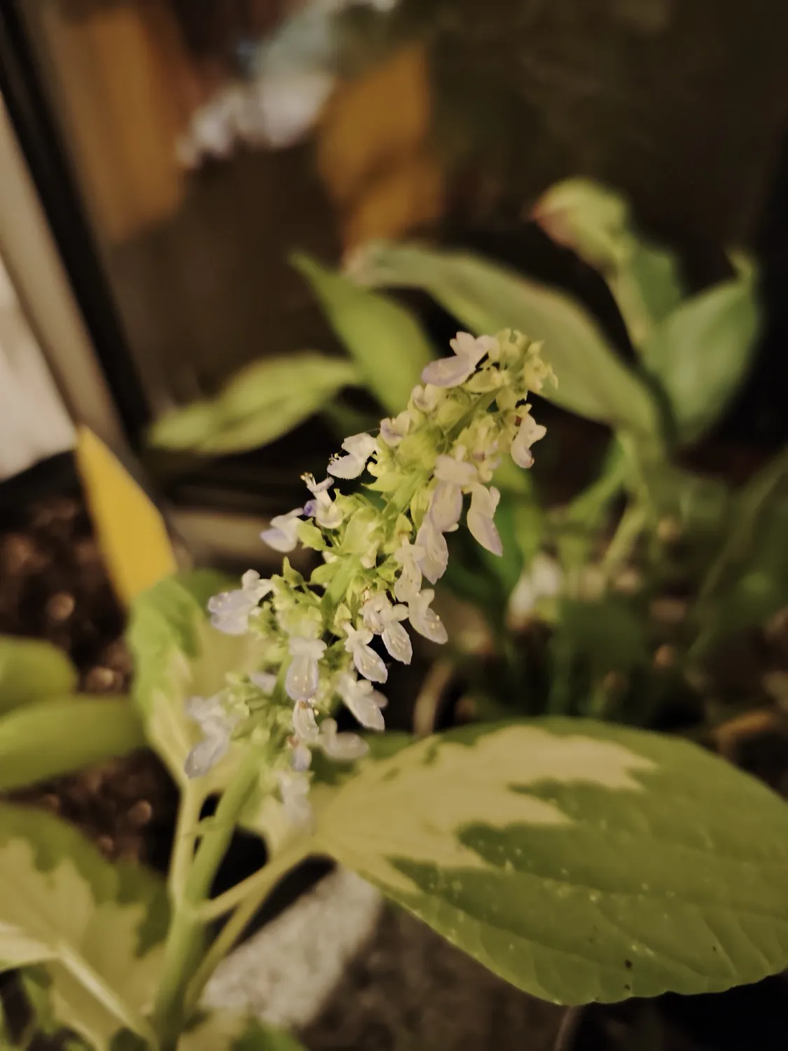 HONOR Magic6 Lite - night photo
