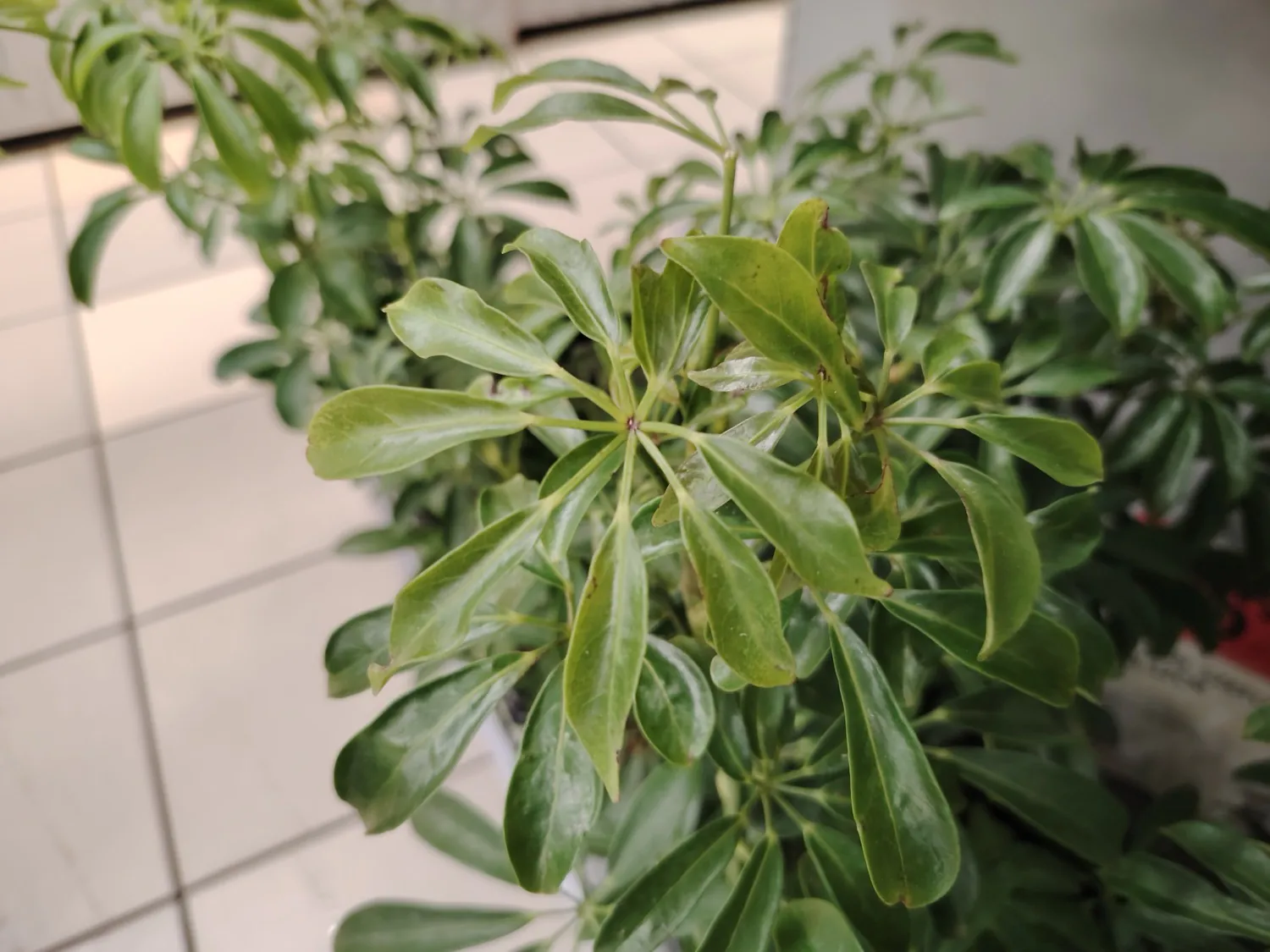 HONOR Magic6 Lite - photo samples