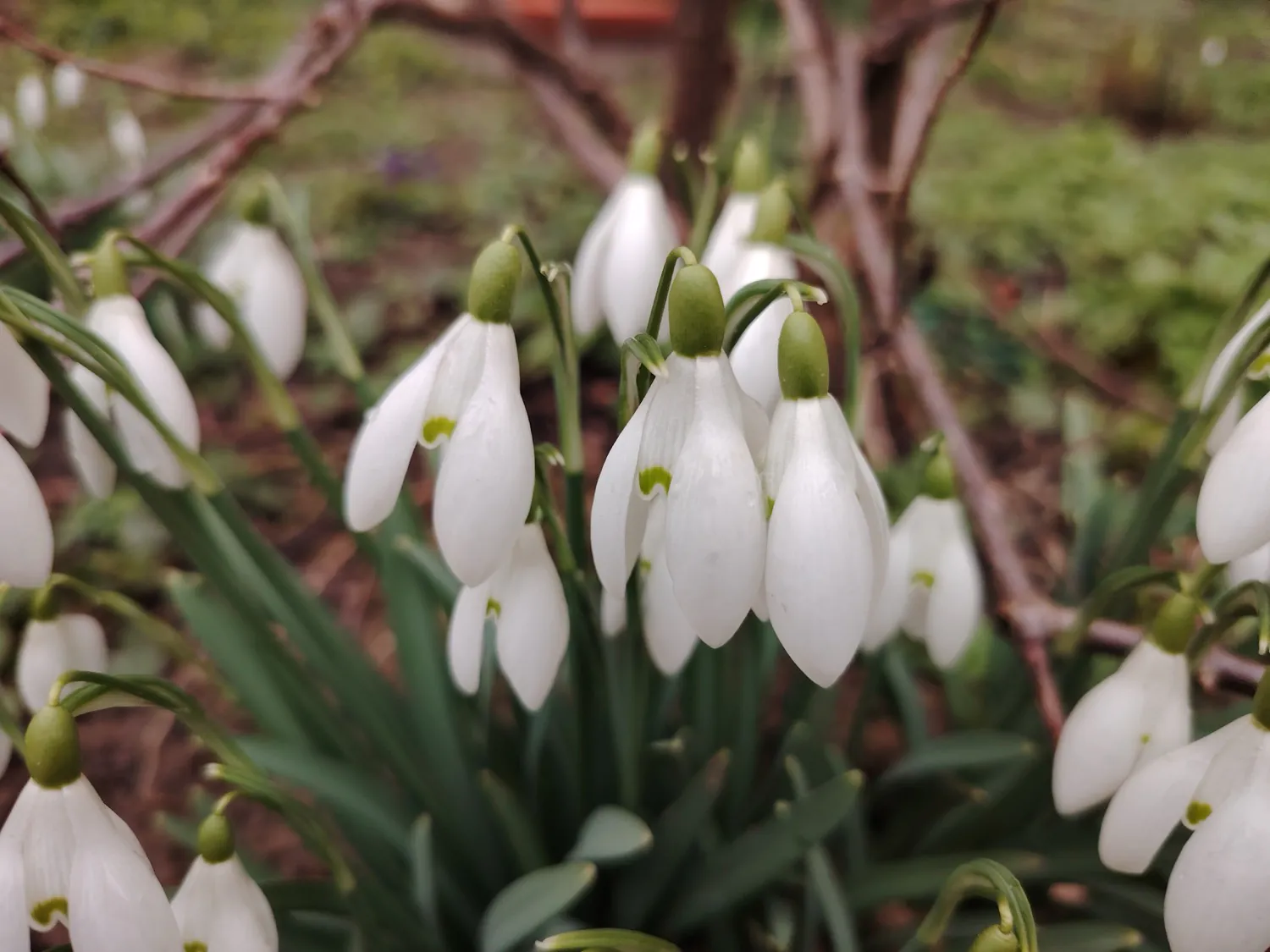 HONOR Magic6 Lite - photo samples
