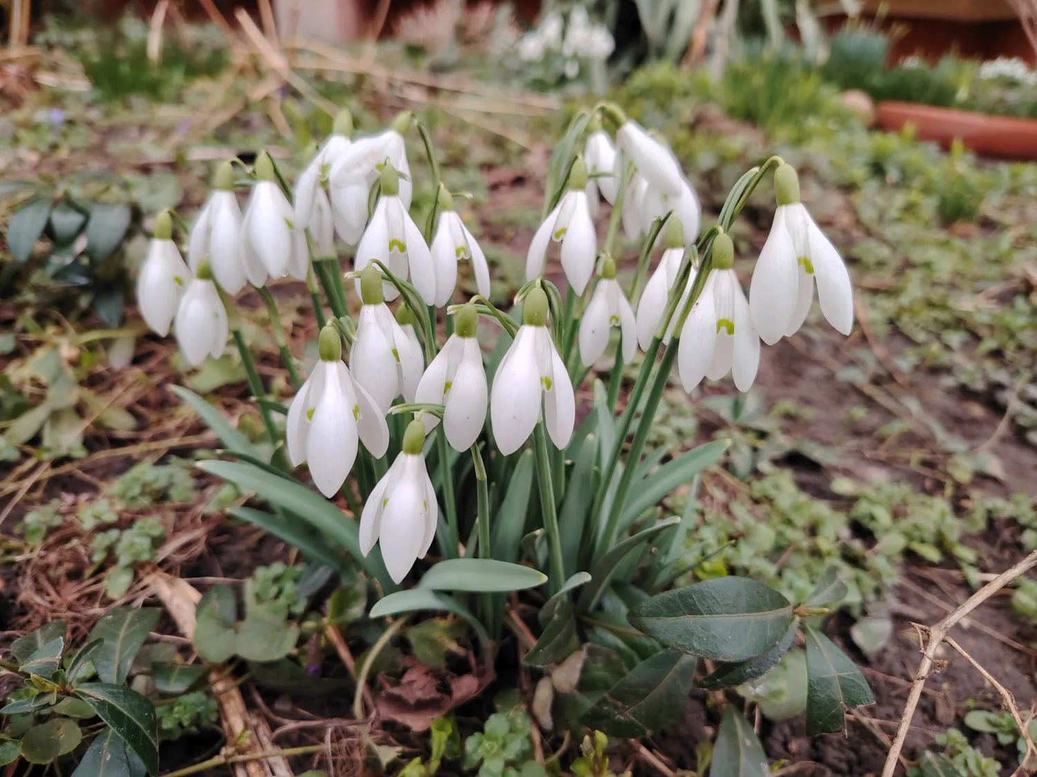 HONOR Magic6 Lite - photo samples