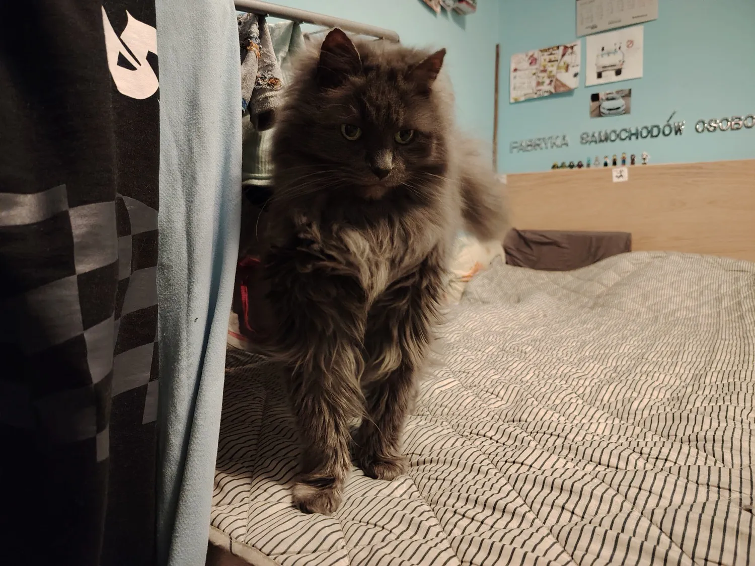 HONOR Magic6 Lite - photo samples