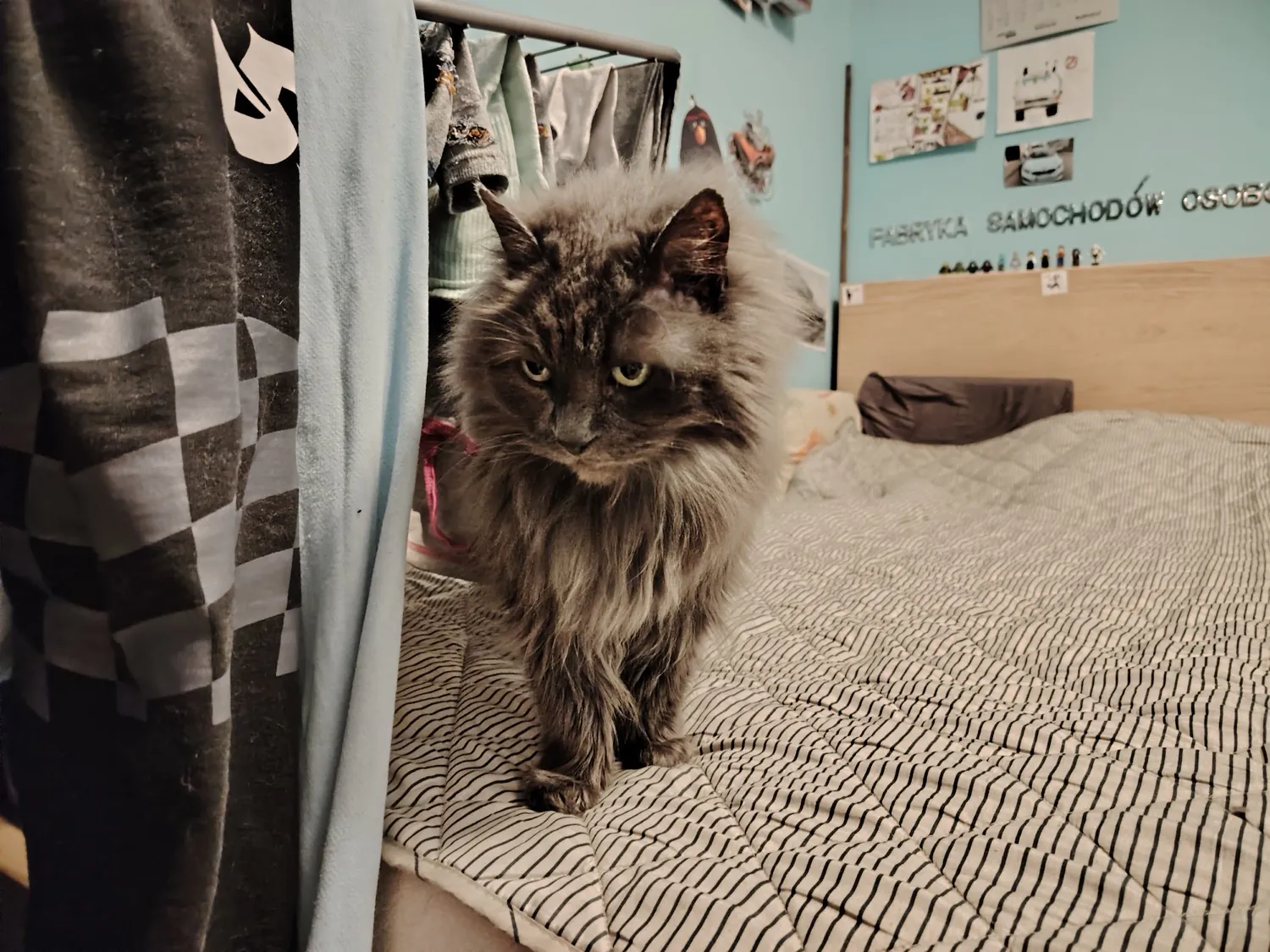HONOR Magic6 Lite - photo samples