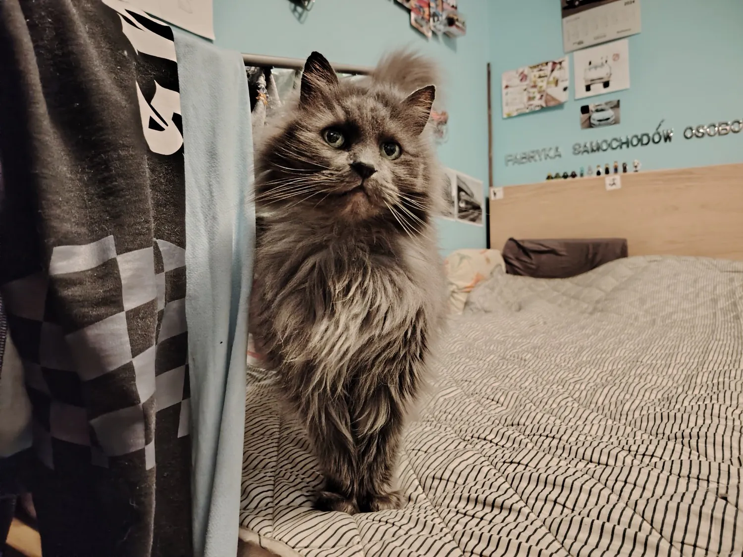 HONOR Magic6 Lite - photo samples