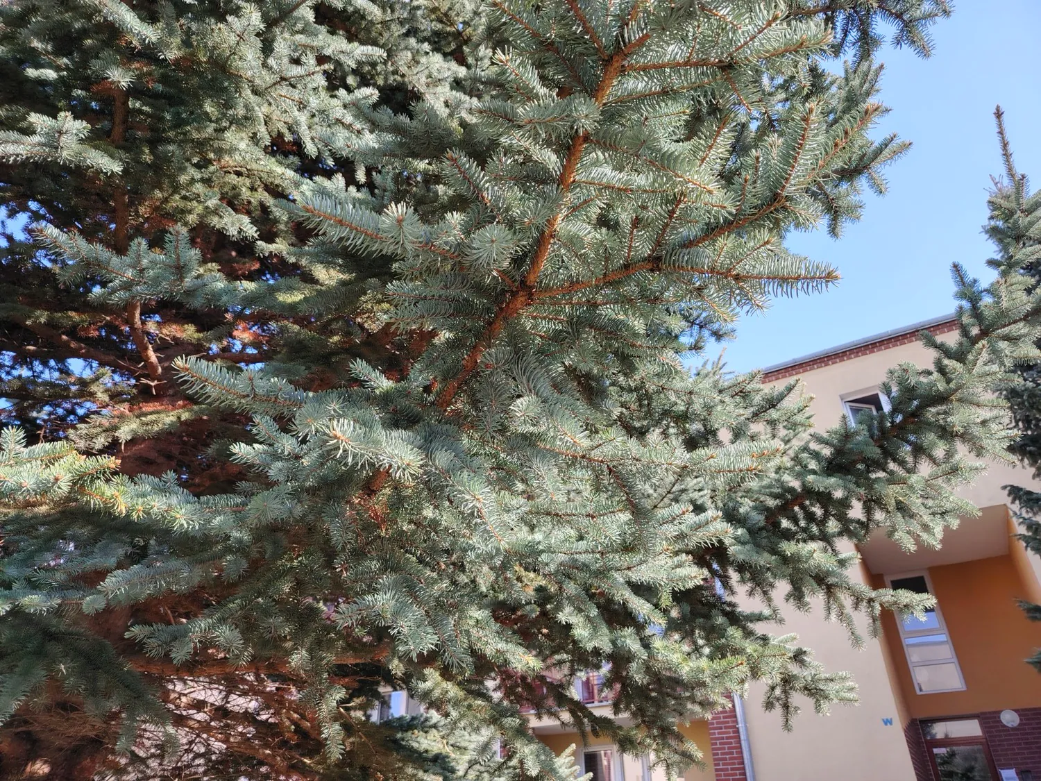 HONOR Magic6 Lite - photo samples