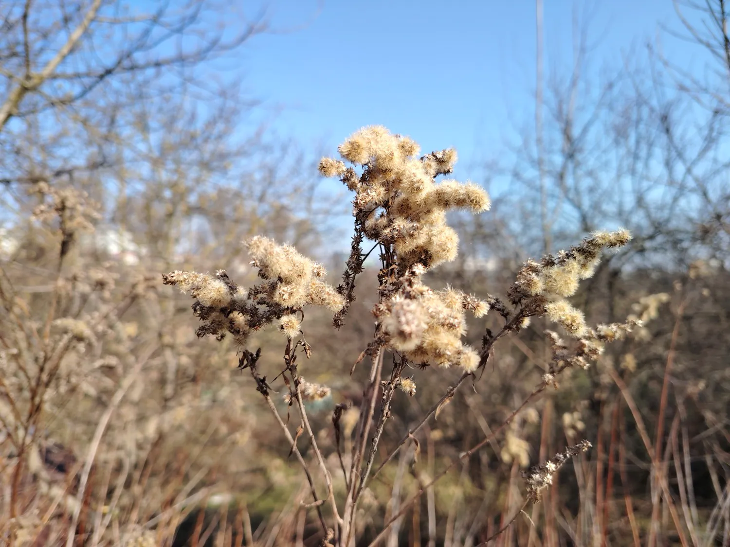 HONOR Magic6 Lite - photo samples