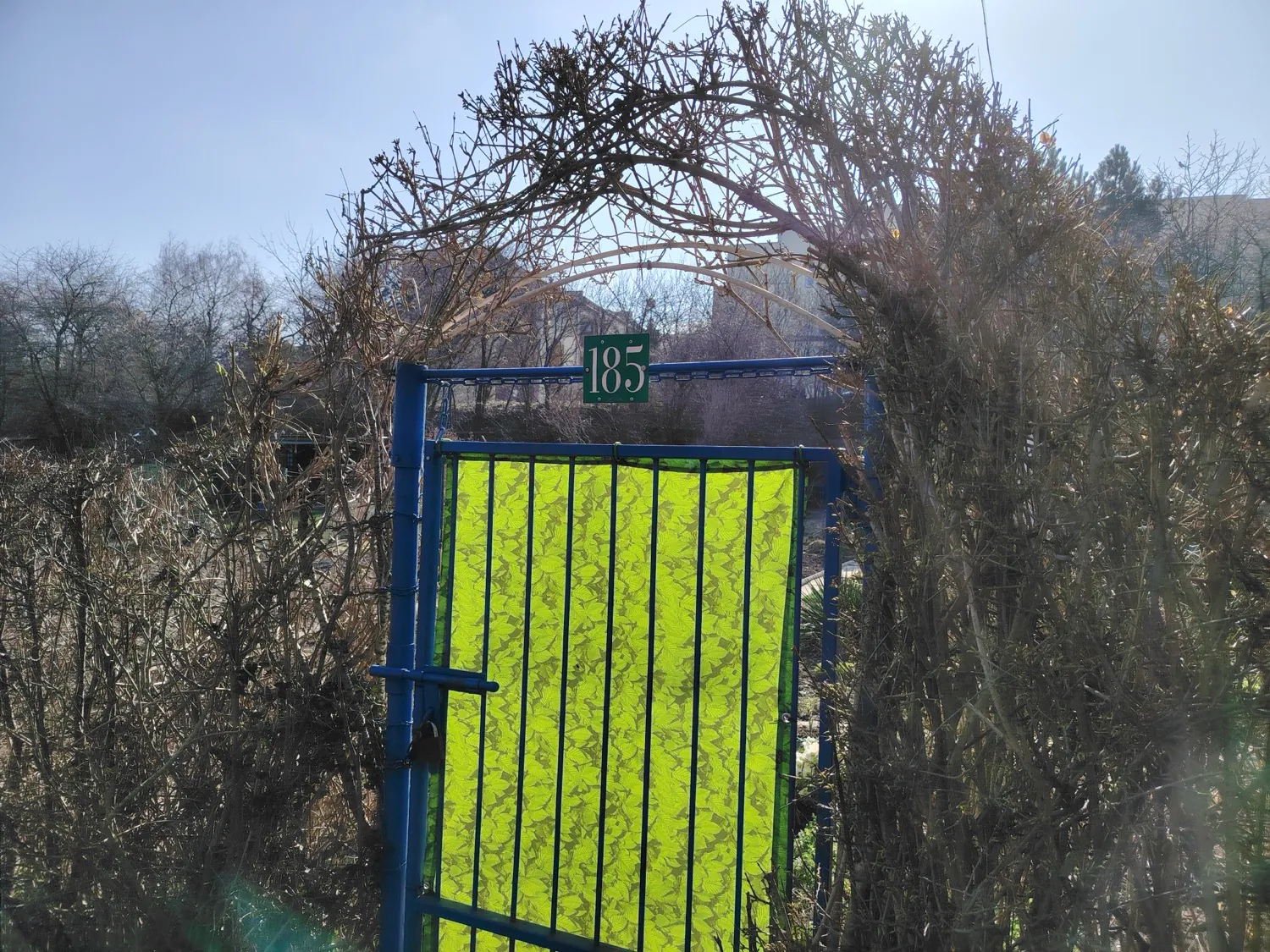 HONOR Magic6 Lite - photo samples
