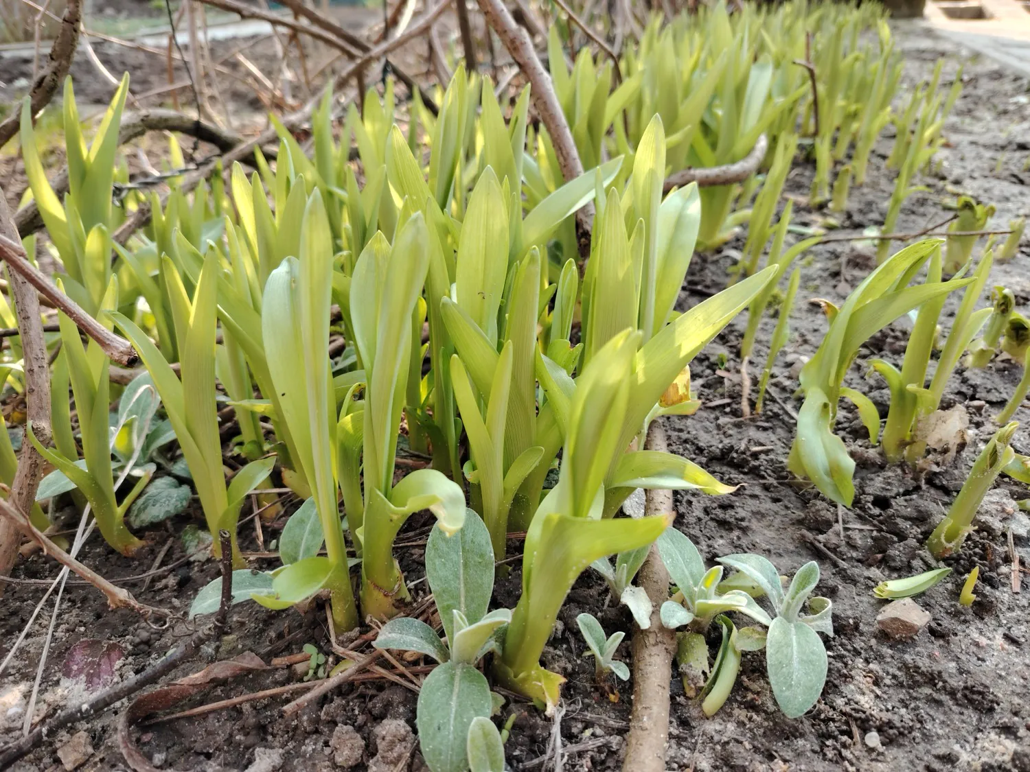HONOR Magic6 Lite - photo samples