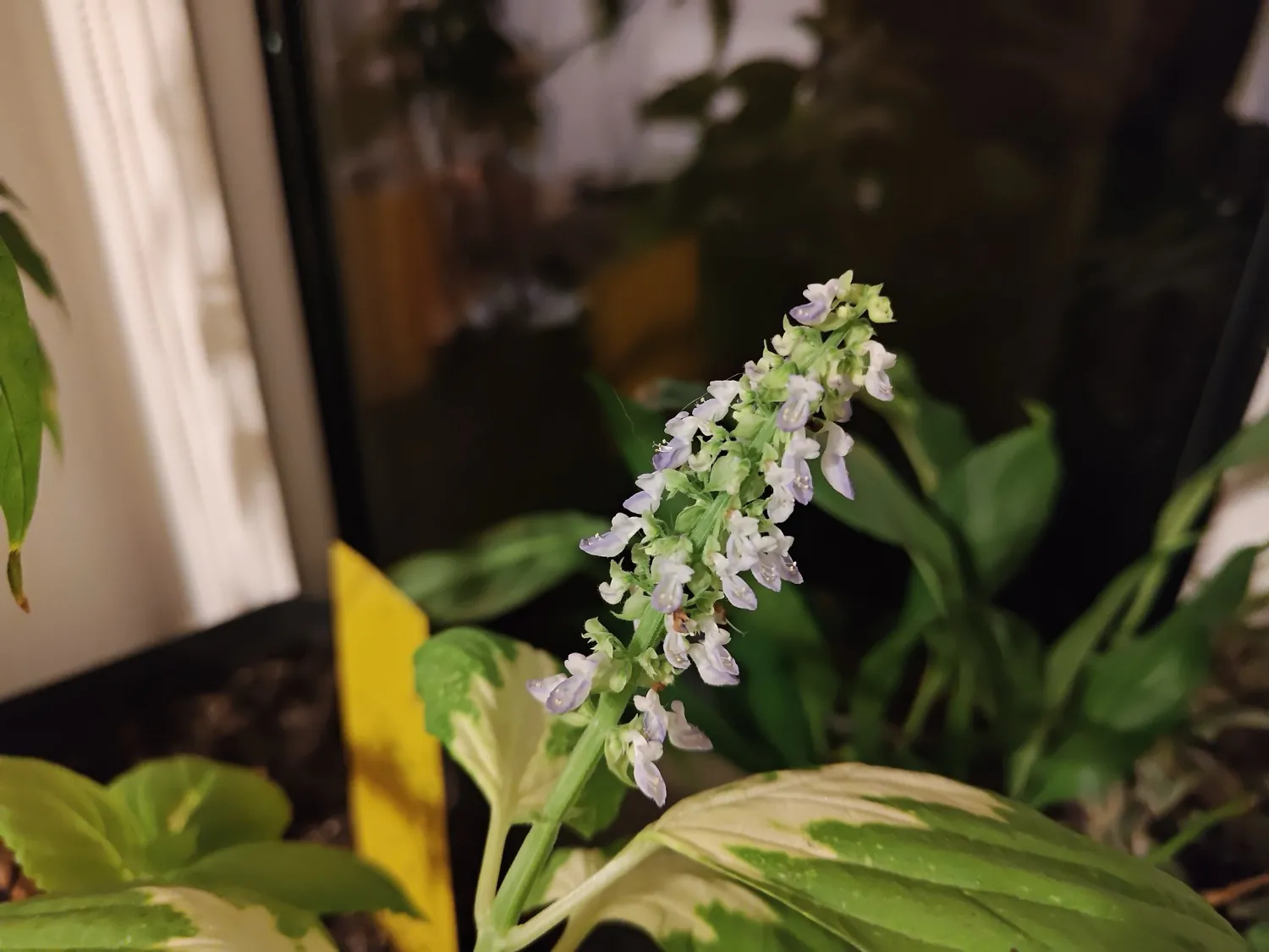 ASUS ROG Phone 8 Pro Photo