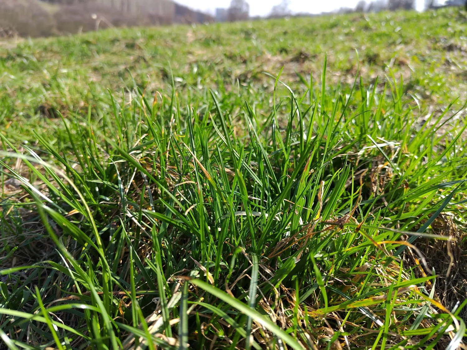 ASUS ROG Phone 8 Pro Photo