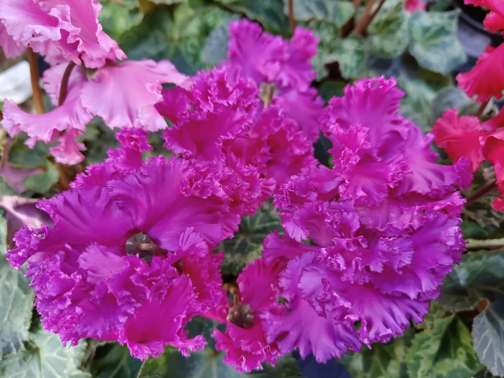 realme 12 Pro Plus