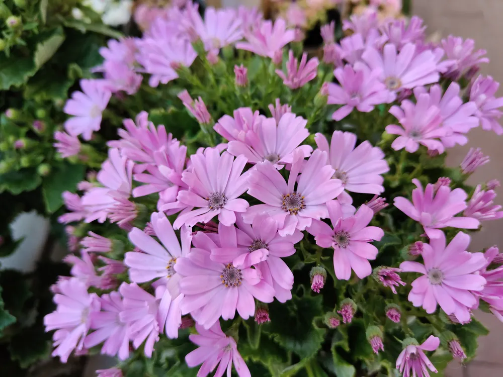 realme 12 Pro Plus