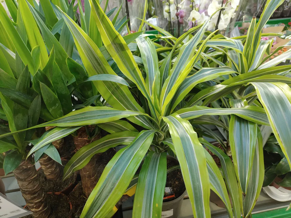 realme 12 Pro Plus