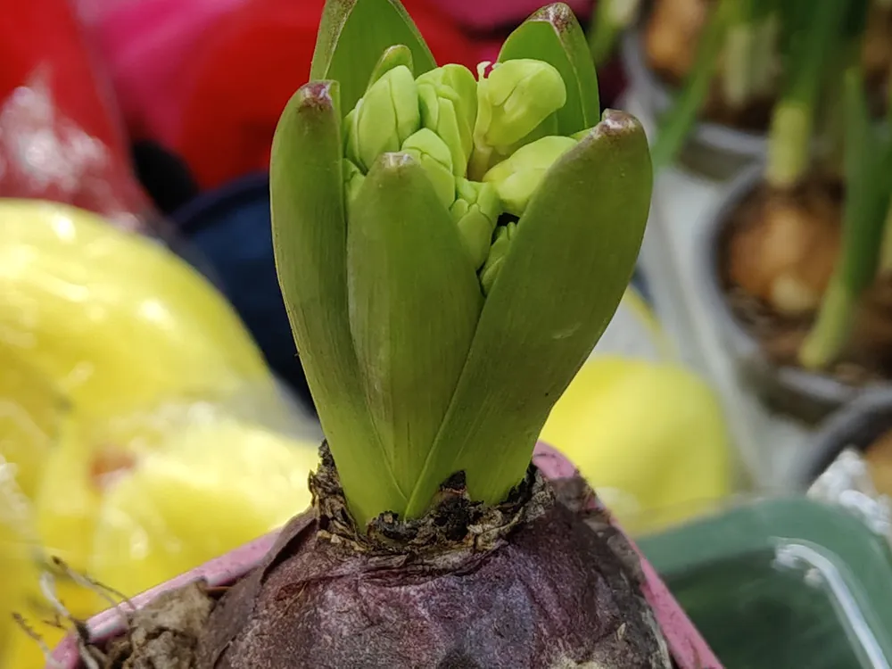 realme 12 Pro Plus