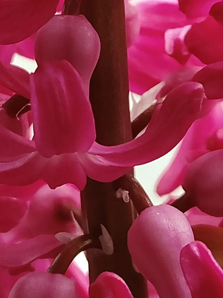 realme 12 Pro Plus