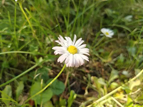 realme GT 6T photo