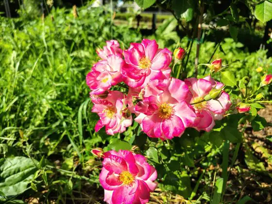Motorola Edge 50 Fusion photo
