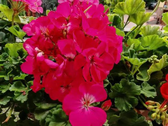 HONOR 200 Pro photo