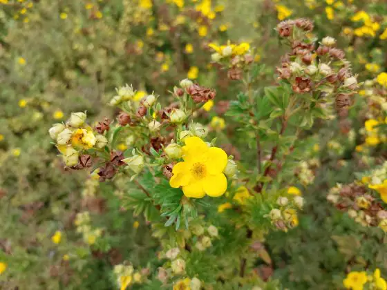 realme foto C61
