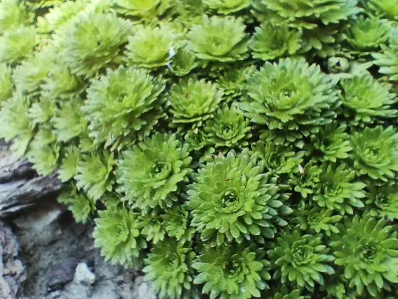 Infinix Macro GT20 Pro