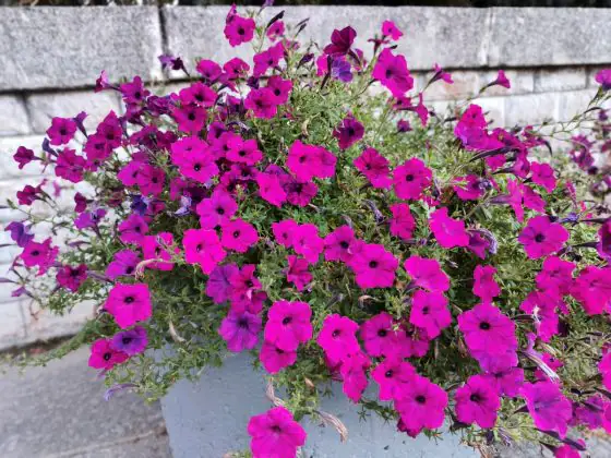 Infinix photo GT20 Pro