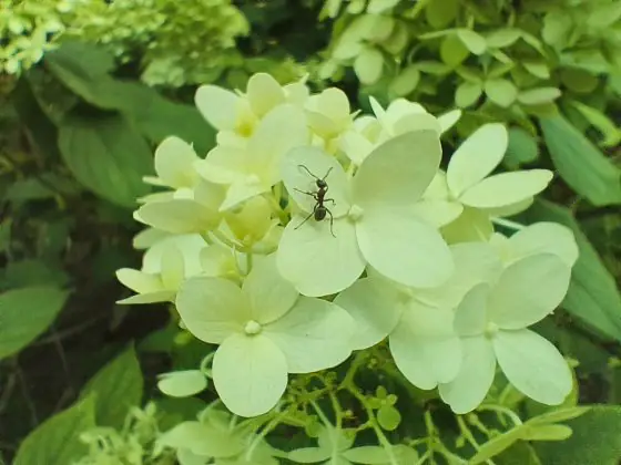 Infinix Macro GT20 Pro