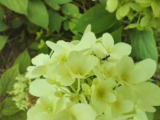 Infinix Macro GT20 Pro